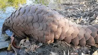 ВОЗ просит не продавать диких животных на рынках