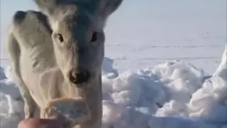Видео с ослабевшей от голода косулей в СКО объяснило Минэкологии