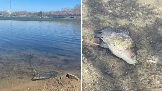 Мертвой рыбой усеян берег озера в парке Караганды