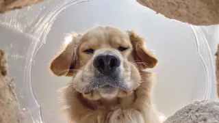 "Печенька или диета?" 10 забавных снимков животных, в которых можно узнать себя