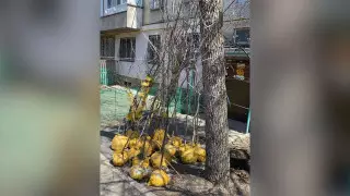 О "полумертвых саженцах" от акимата заявили экологи в Алматы