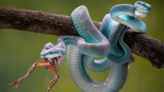 От жертвы змеи до жертвы коронавируса. 15 впечатляющих снимков All About Photo Awards