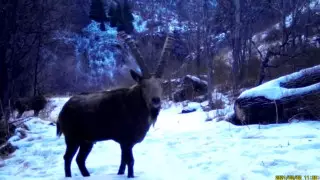 Редкий сибирский козел попал на кадры фотоловушки в Алматинской области