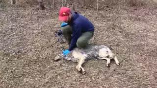 Видеокамера на шее волка показала, чем он занимался целый день