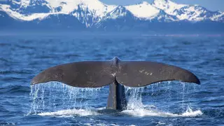 Ученые связали таяние льдов в Арктике с миграцией китов