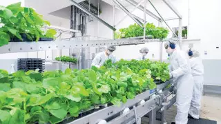 Начались испытания вакцины от коронавируса на основе табака