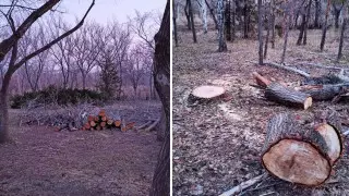 Вырубку деревьев в Центральном парке объяснили в акимате Нур-Султана