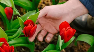 Как избежать наказания и большого штрафа за срыв тюльпанов