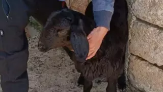 Мужчина отобрал ягненка у ребенка в Туркестанской области