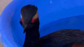 Необычную птицу нашли жители Шымкента