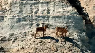 Краснокнижных уриалов сняли на видео в Мангистау