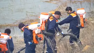 Как снижают количество комаров в Нур-Султане