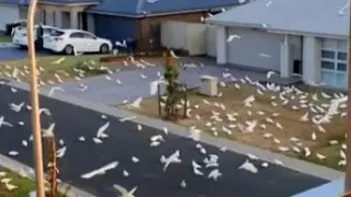 Нашествие какаду сняли на видео в Австралии