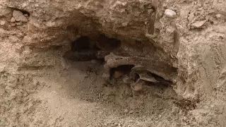 Кости лошади времен ледникового периода нашли во дворе дома в США