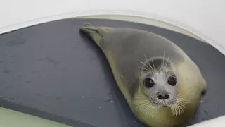 Трогательное видео возвращения тюлененка в море показали в ПС КНБ
