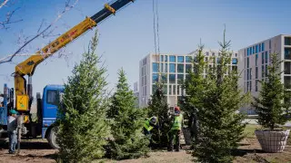 Алтай Кульгинов призвал бизнесменов сажать деревья