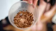 ЕС разрешил лакомиться сушеными мучными червями