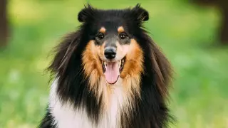 Ученые определили самых агрессивных собак