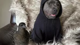 "Молли и Пегги". Собака спасла умирающую сороку и заменила ей маму