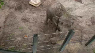 Слон судится за свою свободу с зоопарком в США