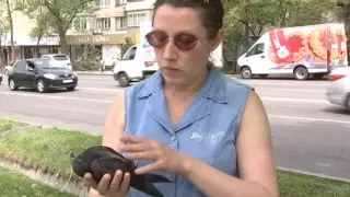 "Кровь изо рта": 20 мертвых голубей нашли на улице Алматы