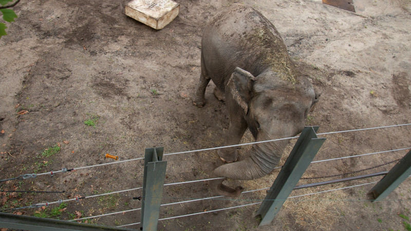 Слониха Хэппи. Фото: Reuters