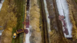 В Дании выкопают четыре миллиона убитых из-за коронавируса норок