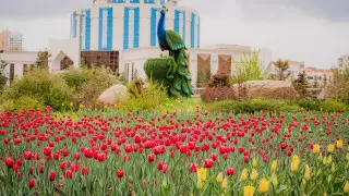 Впервые за 10 лет в Нур-Султане масштабно высадили тюльпаны