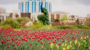 Впервые за 10 лет в Нур-Султане масштабно высадили тюльпаны