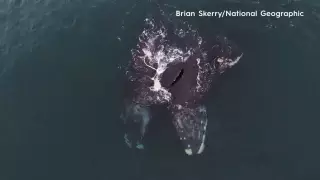 Обнимающихся китов сняли на видео у берегов Северной Атлантики