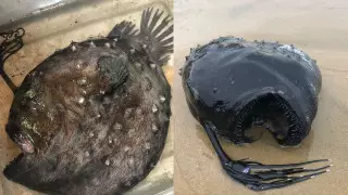 Необычную рыбу нашли на берегу Калифорнии