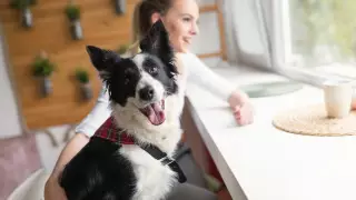 Британия официально признает животных разумными существами