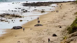 Глубоководную рыбу зловещего вида выбросило на пляж в Калифорнии