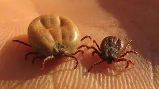 Врач рассказала, как распознать укус энцефалитного клеща