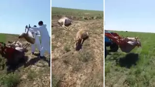 Сайгаков заживо хоронили в ЗКО