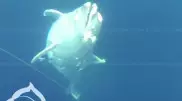 Кладбище дельфинов с камнями на хвостах нашли на дне Черного моря