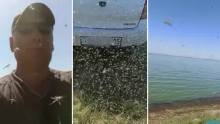 Нашествие комаров сняли на видео на озере в СКО