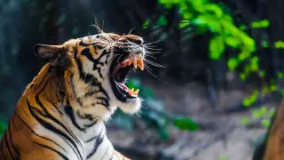 Напавших на смотрителя зоопарка тигров застрелили в Китае