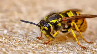 Случаев аллергии на насекомых среди детей стало больше в Нур-Султане