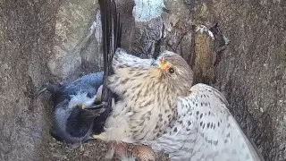 Пустельга всю ночь билась за своих птенцов и стала героиней Сети