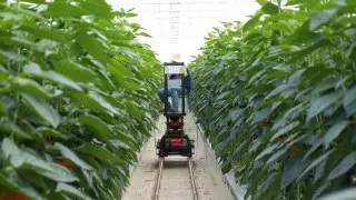 Южная Корея начинает строительство "умной" фермы в Казахстане