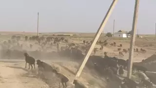 Корм для скота подорожал из-за засухи в Туркестанской области