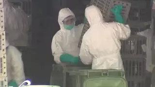 Зафиксирован первый в мире случай заражения человека вирусом H10N3