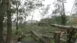 Уникальная лесопосадка может исчезнуть в Северном Казахстане