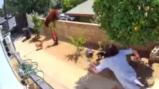 Бросившаяся на медведя девушка восхитила пользователей Сети