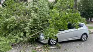 Последствия грозы в Алматы: поваленные деревья и поврежденные авто