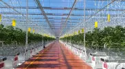 В Уральске развернут уникальный для ЕАЭС тепличный кластер