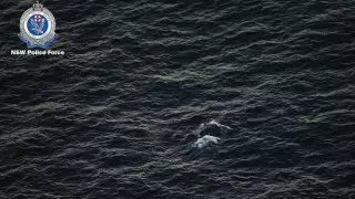 Запутавшегося в сетях кита спасли в Австралии