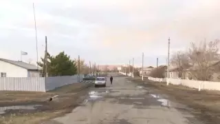 Волки напали на людей в Костанайской области