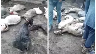 Мощный град забил стадо в Актюбинской области